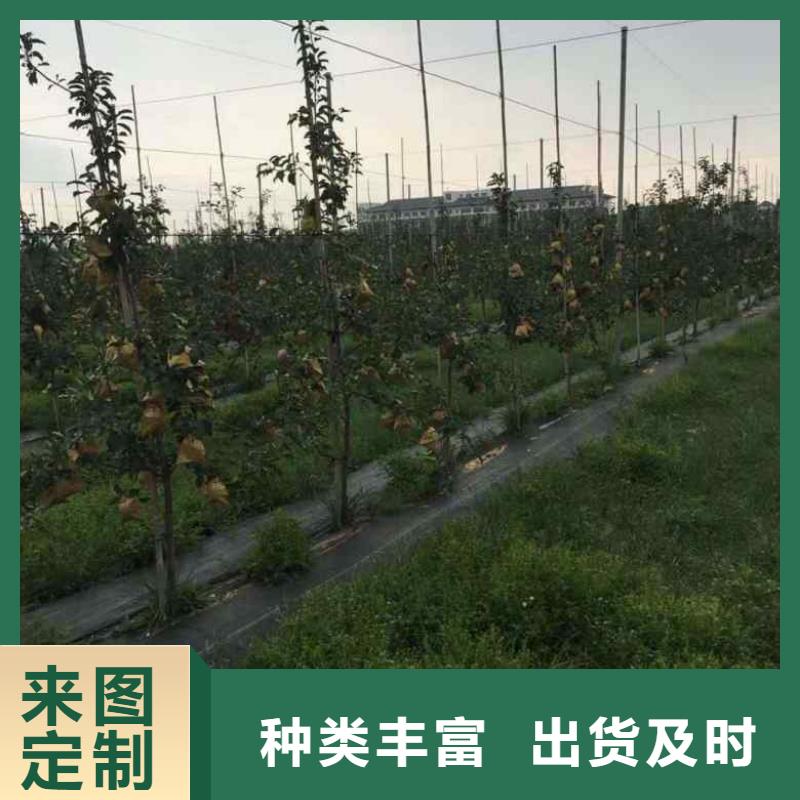 【苹果苗】-山楂苗批发价格