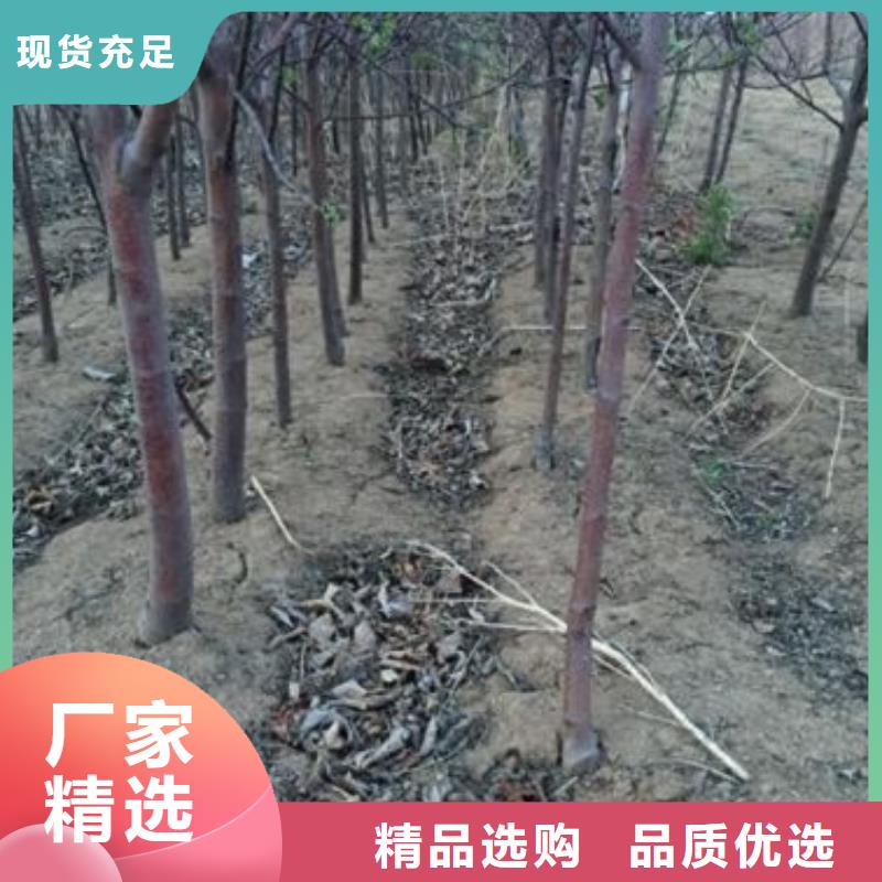 苹果苗,山楂苗用途广泛