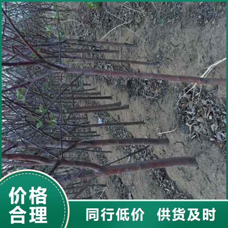 苹果苗山楂苗质量安心