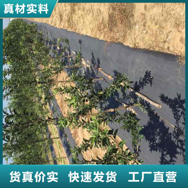 苹果苗,山楂苗用途广泛