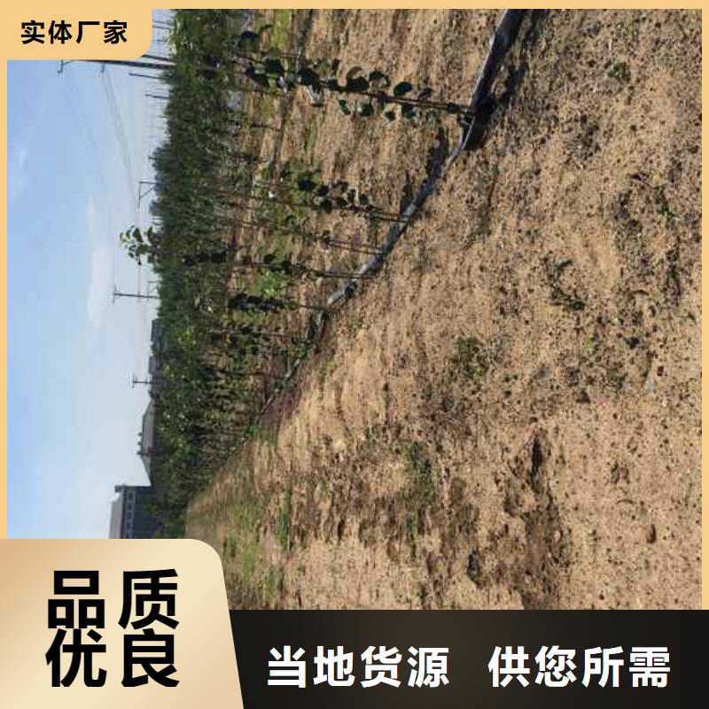 苹果苗蓝莓苗本地厂家值得信赖