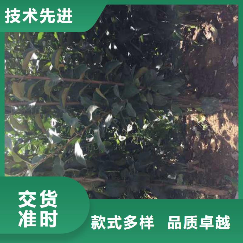 【苹果苗_蓝莓苗品质无所畏惧】