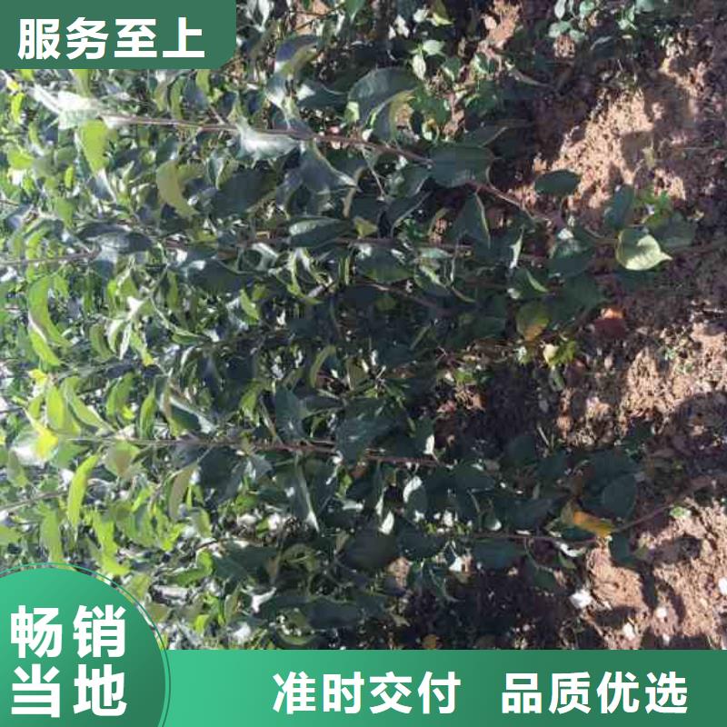 苹果苗花椒苗可放心采购