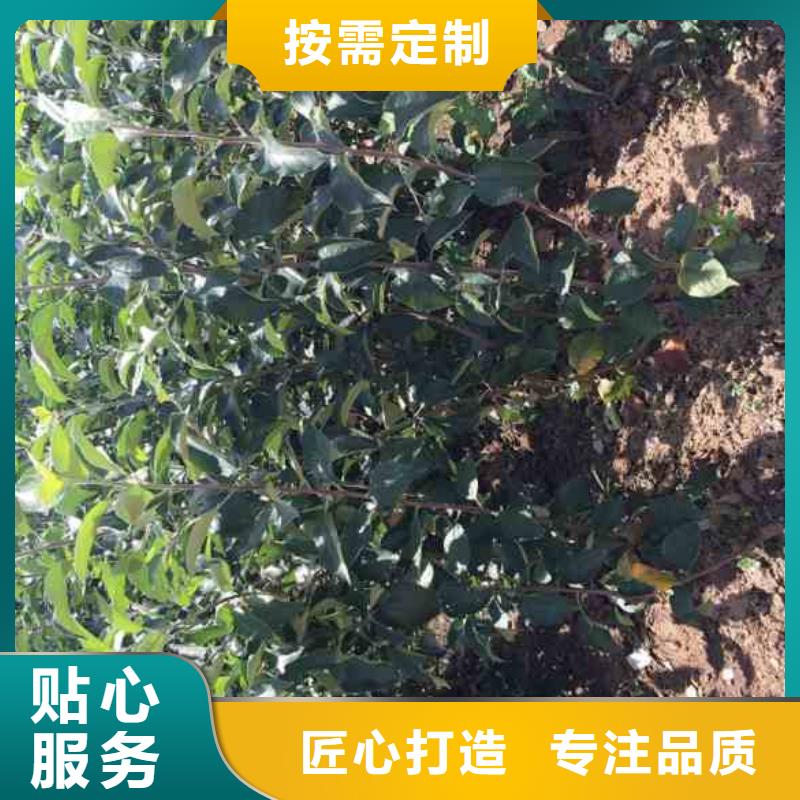 【苹果苗,梨树苗厂家案例】