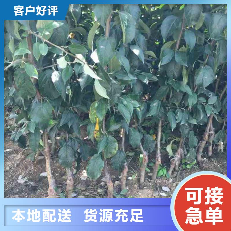 苹果苗,山楂苗用途广泛