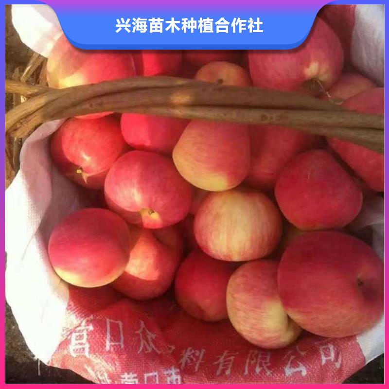 【苹果苗,桃树苗材质实在】-同城【兴海】
