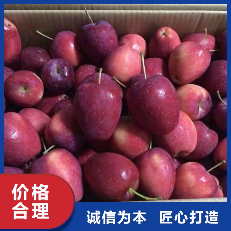 【苹果苗,桃树苗材质实在】-同城【兴海】