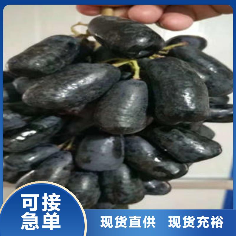 【葡萄苗桃树苗源头工厂量大优惠】