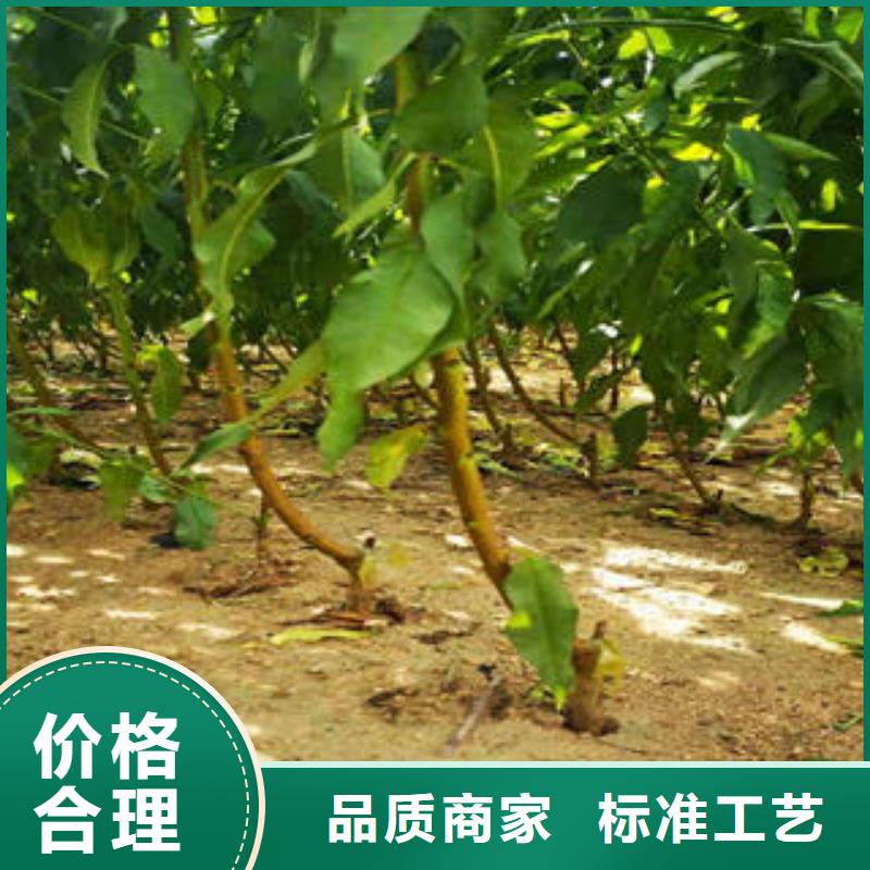 【葡萄苗】核桃苗价格实惠工厂直供