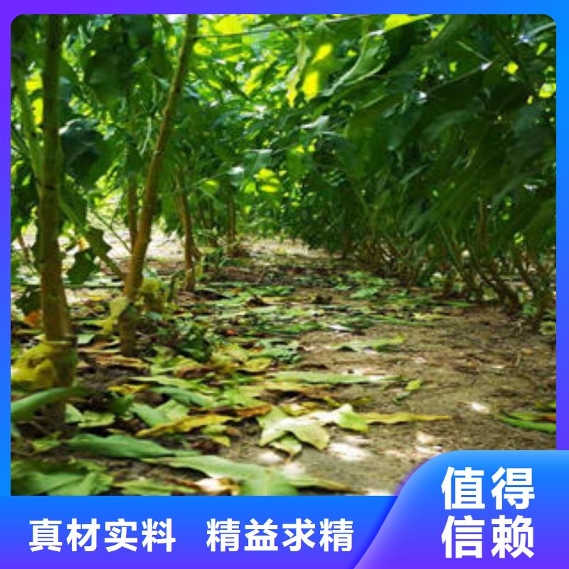 葡萄苗【蓝莓苗】甄选好厂家