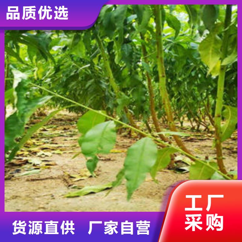 【葡萄苗蓝莓苗支持大小批量采购】