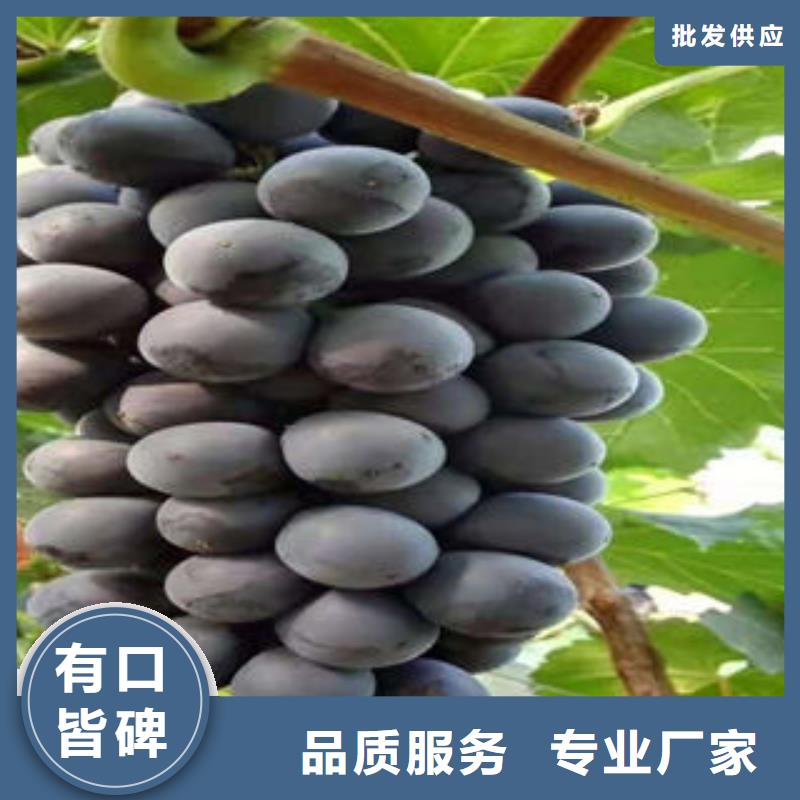 葡萄苗【蓝莓苗】甄选好厂家