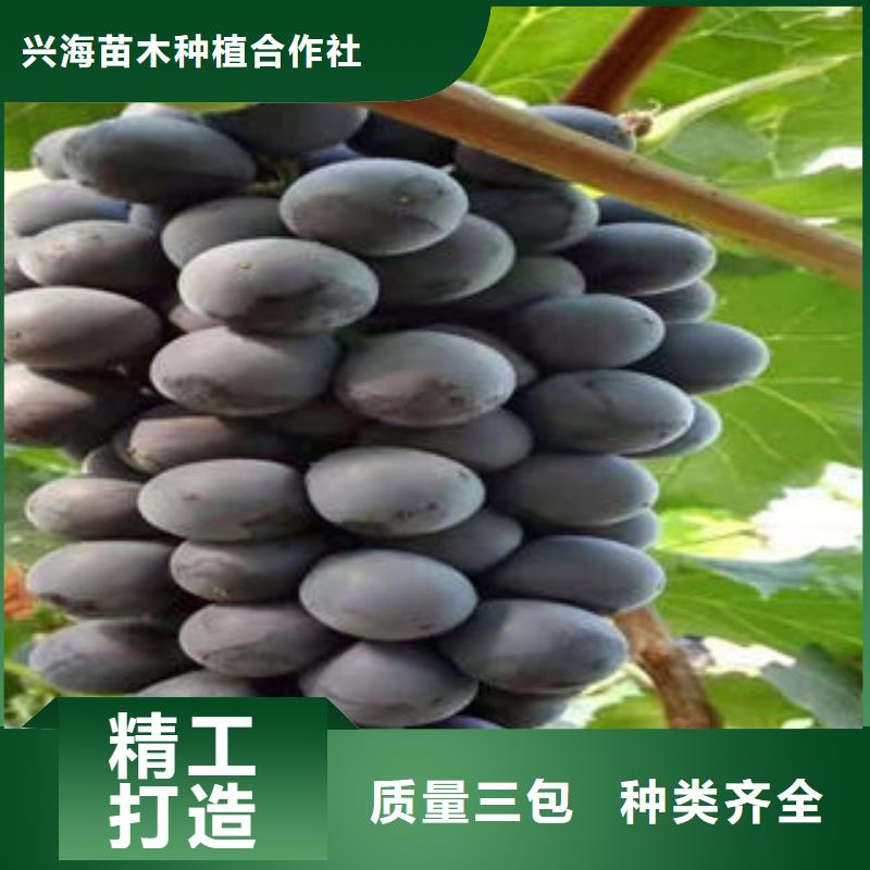 【葡萄苗桃树苗源头工厂量大优惠】