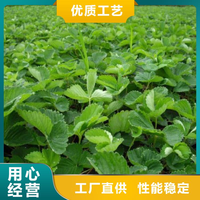 【草莓苗】苹果苗高质量高信誉