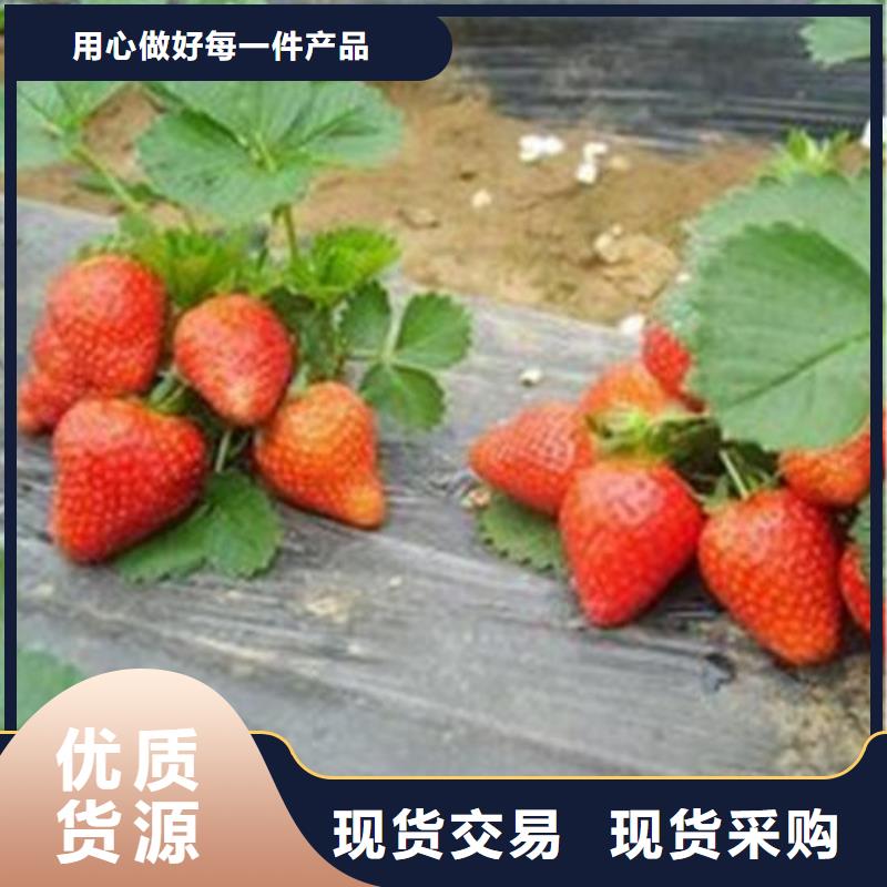 【草莓苗】苹果苗高质量高信誉