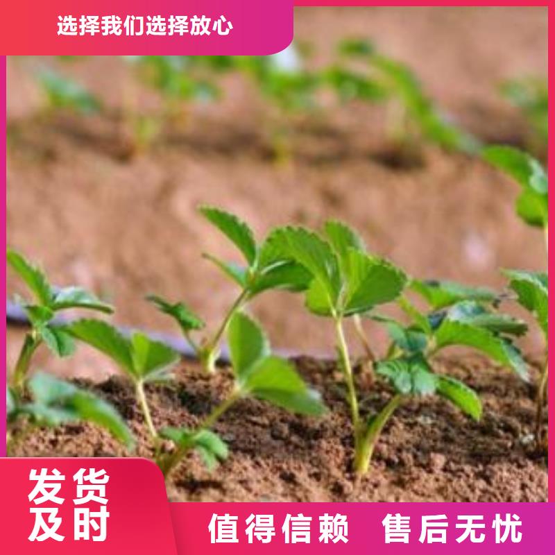 草莓苗苹果苗选择大厂家省事省心