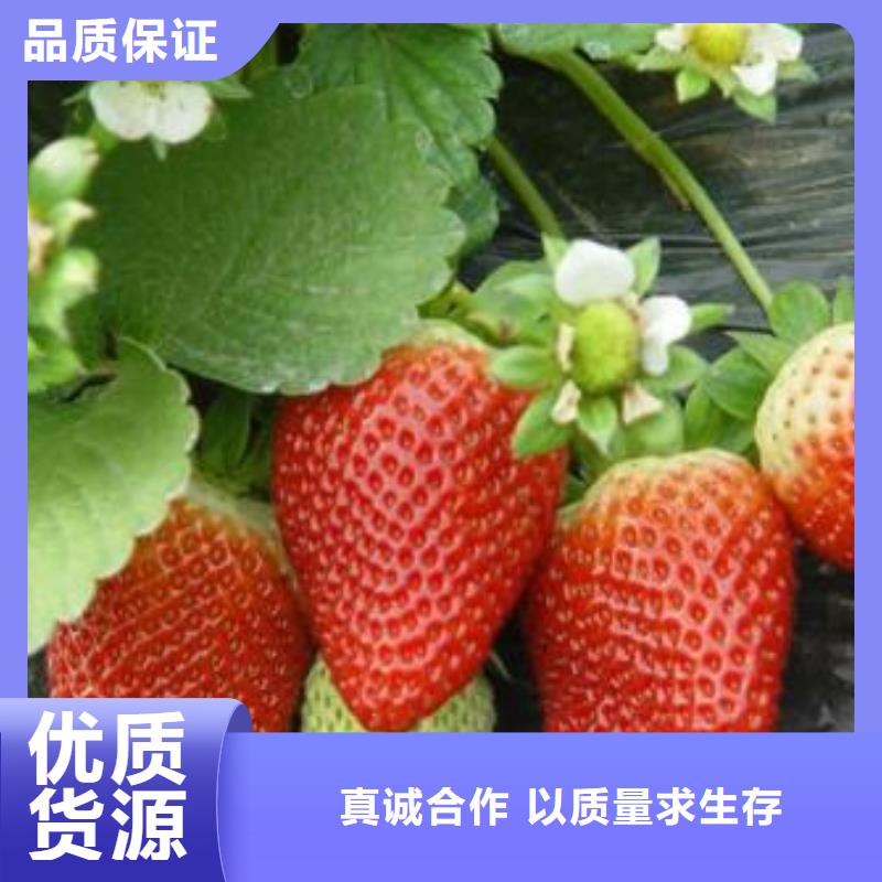 草莓苗苹果苗选择大厂家省事省心