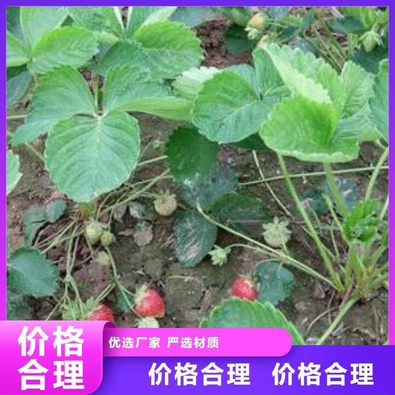 草莓苗,花椒苗货品齐全