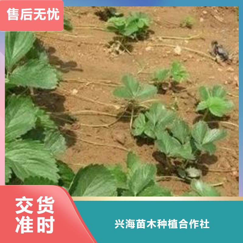 草莓苗桃树苗长期供应