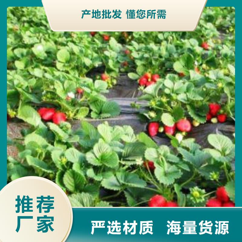 【草莓苗】苹果苗高质量高信誉