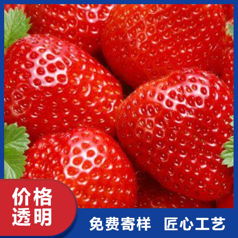 草莓苗板栗苗专注生产N年