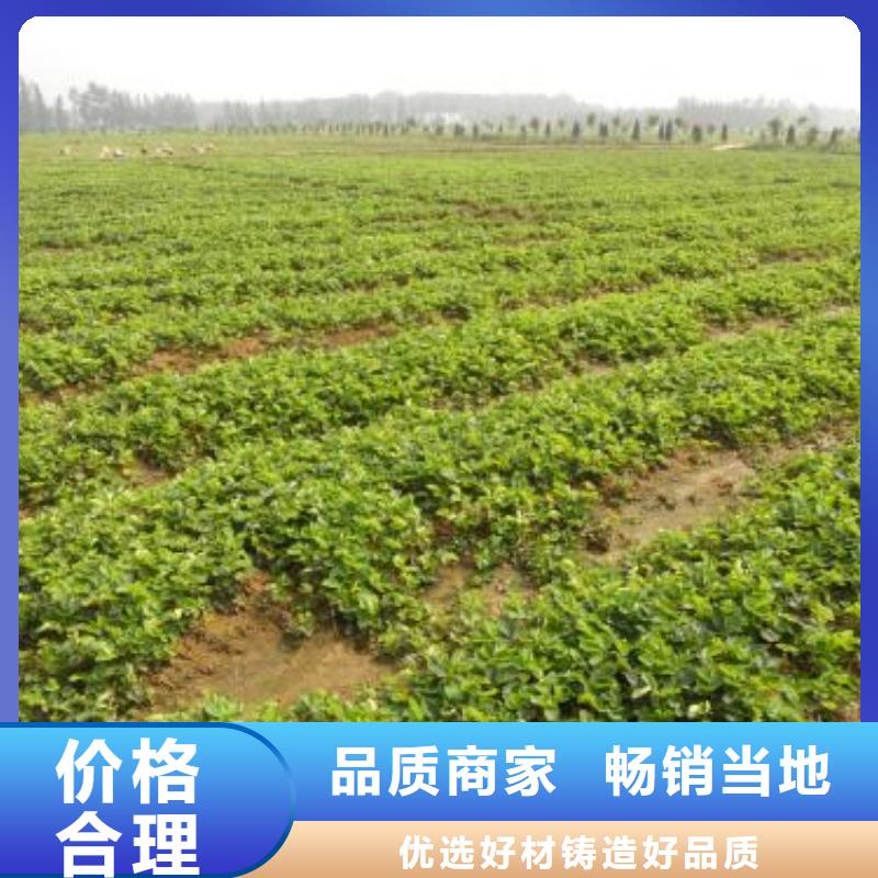 草莓苗【蓝莓苗】细节展示-兴海苗木种植合作社-产品视频