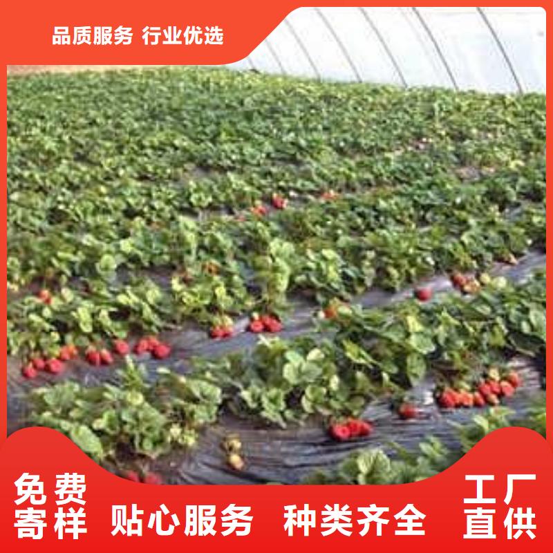 源厂直接供货[兴海]【草莓苗】核桃苗厂家直销