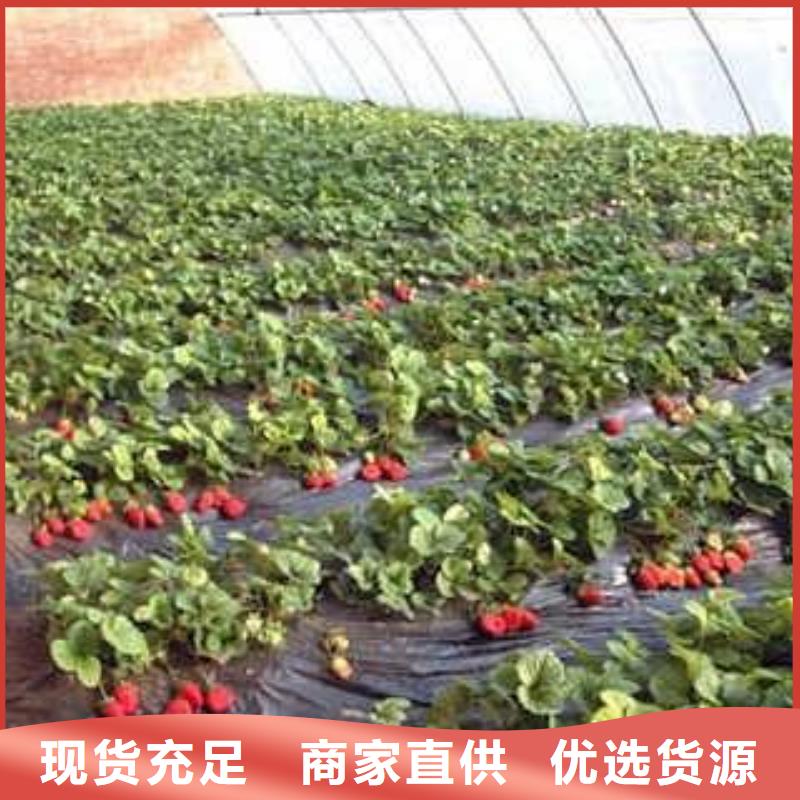 <兴海>草莓苗花椒苗定金锁价