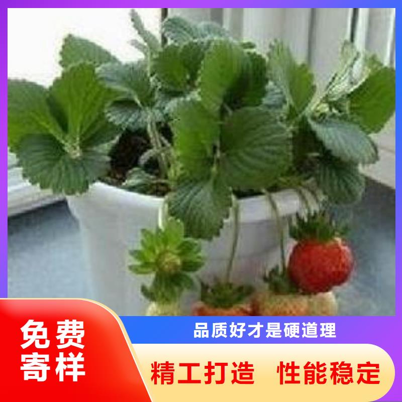 源厂直接供货[兴海]【草莓苗】核桃苗厂家直销