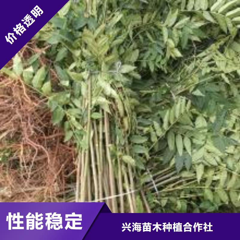 香椿苗花椒苗质优价廉