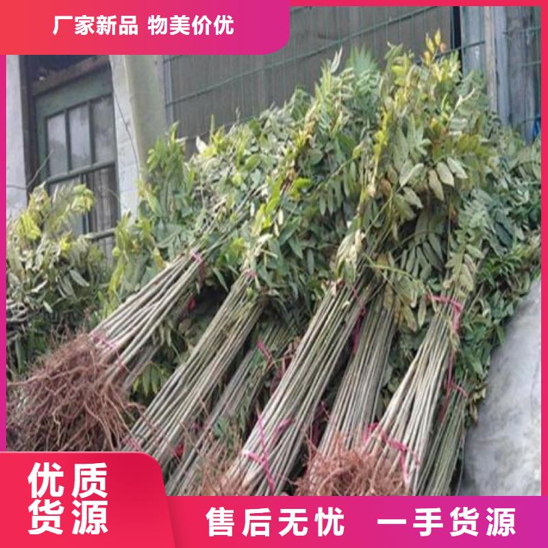 香椿苗花椒苗细节决定品质