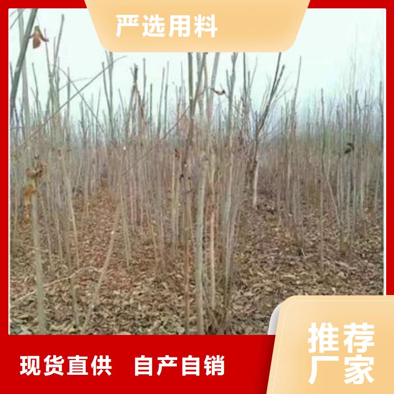 【香椿苗】山楂苗您想要的我们都有