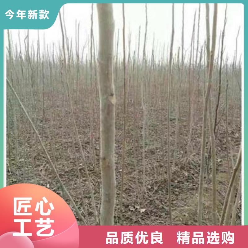 香椿苗蓝莓苗工厂认证