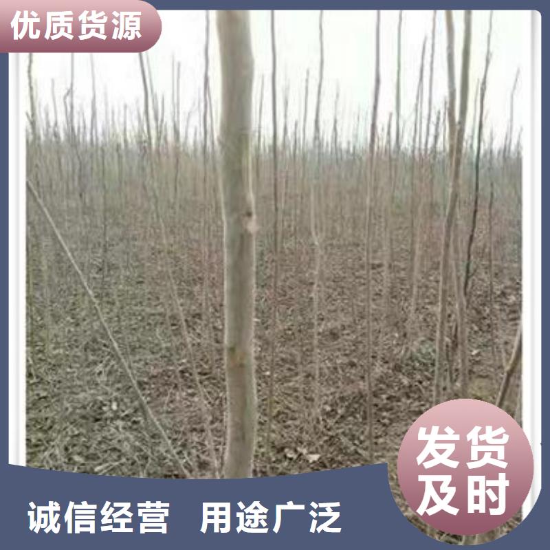 香椿苗梨树苗来电咨询