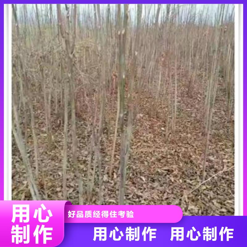 【香椿苗核桃苗专业品质】