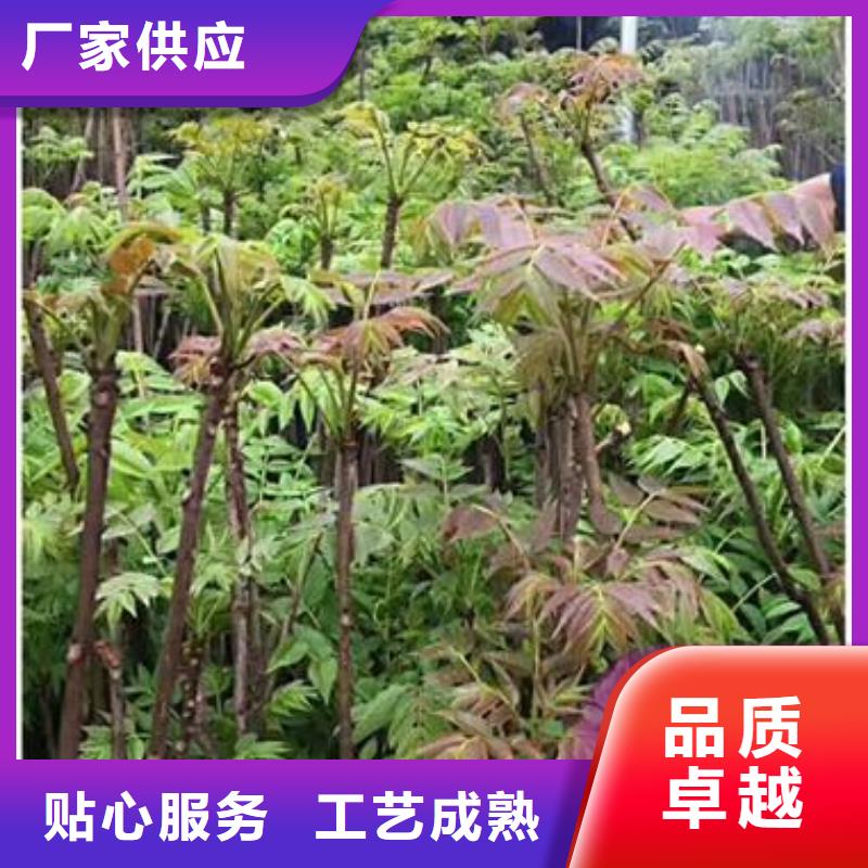 香椿苗核桃苗常年供应