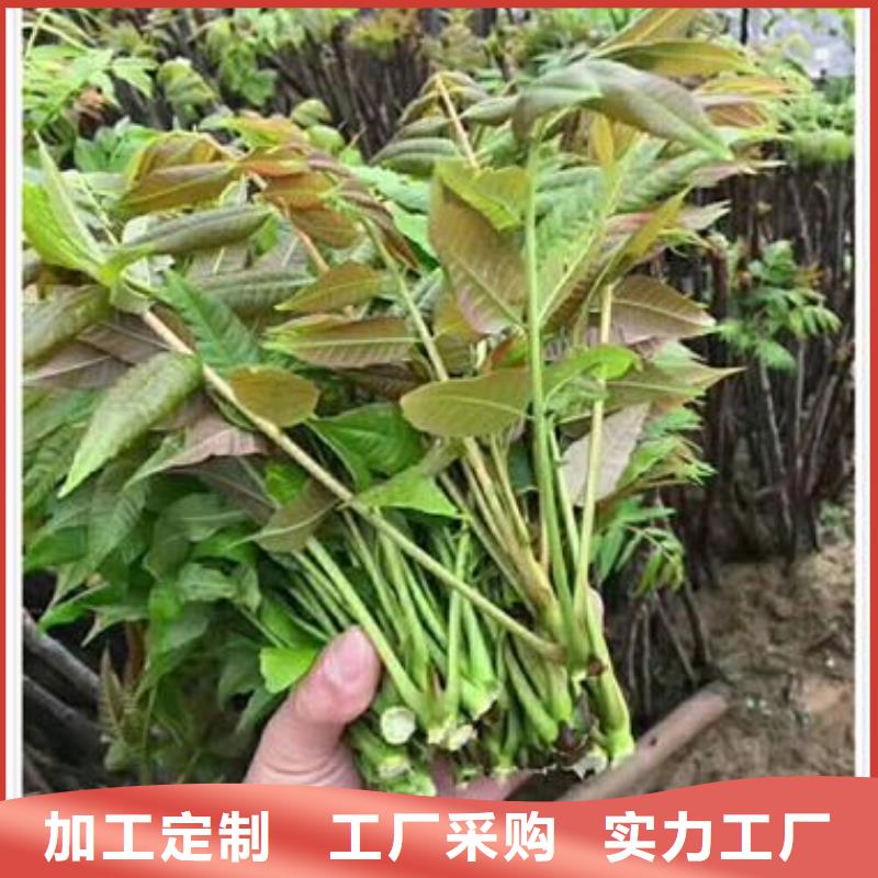 香椿苗蓝莓苗工厂认证