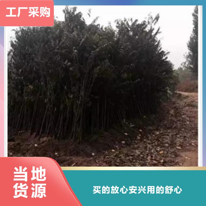 香椿苗【梨树苗】性价比高