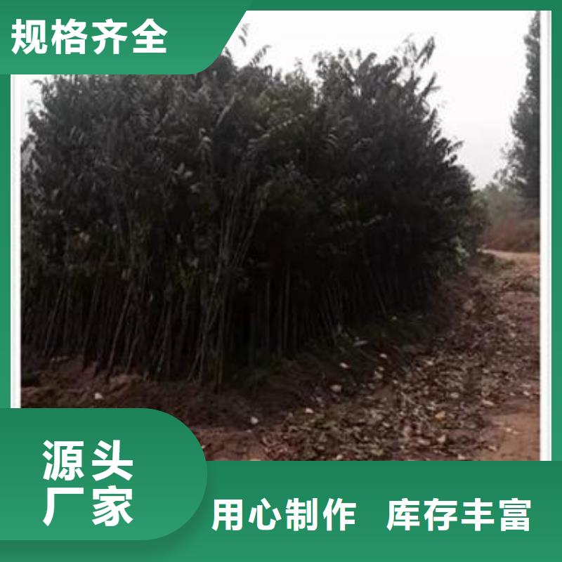 香椿苗核桃苗欢迎来厂考察