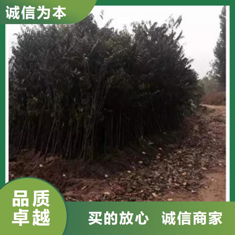 香椿苗桃树苗标准工艺