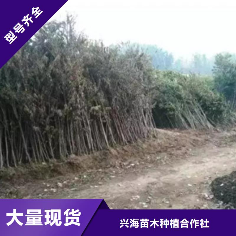 香椿苗梨树苗价格实在