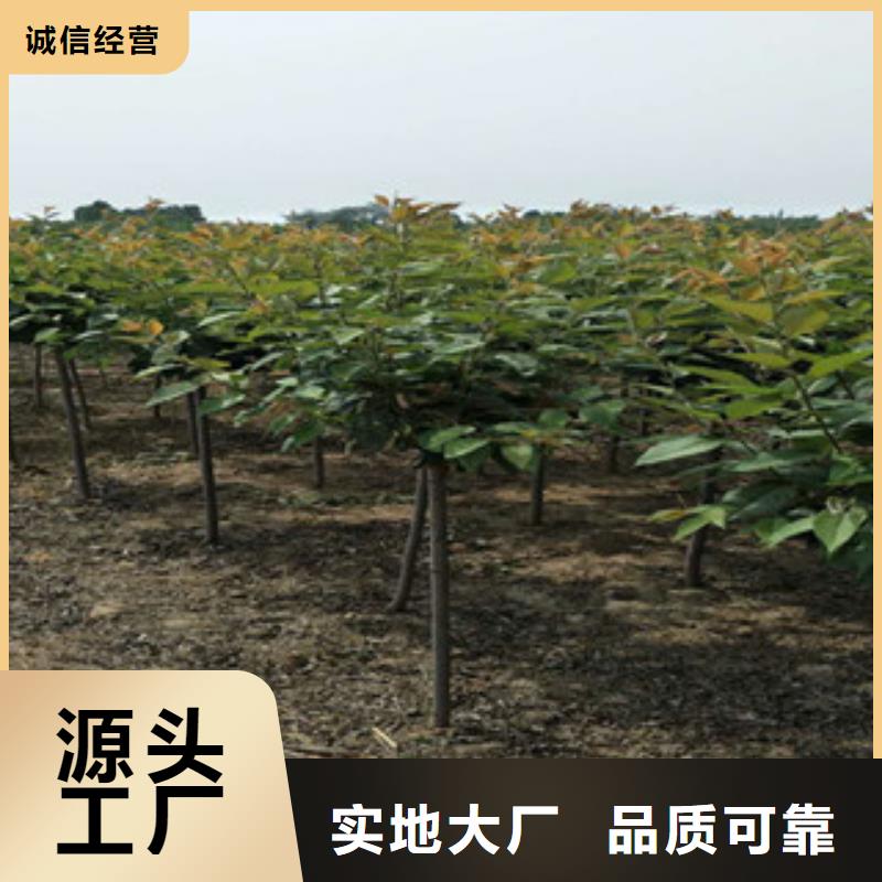 樱花占地果树现货齐全售后无忧
