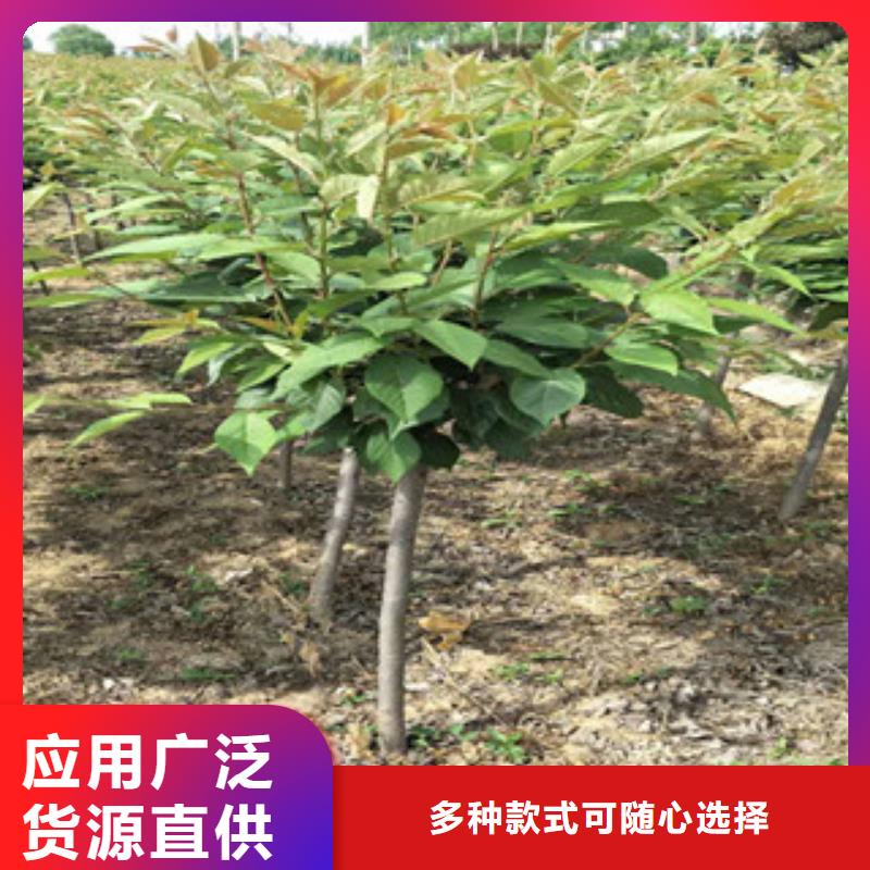 樱花_占地果树真材实料加工定制