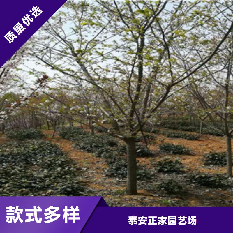 【樱花占地果树好货直供】