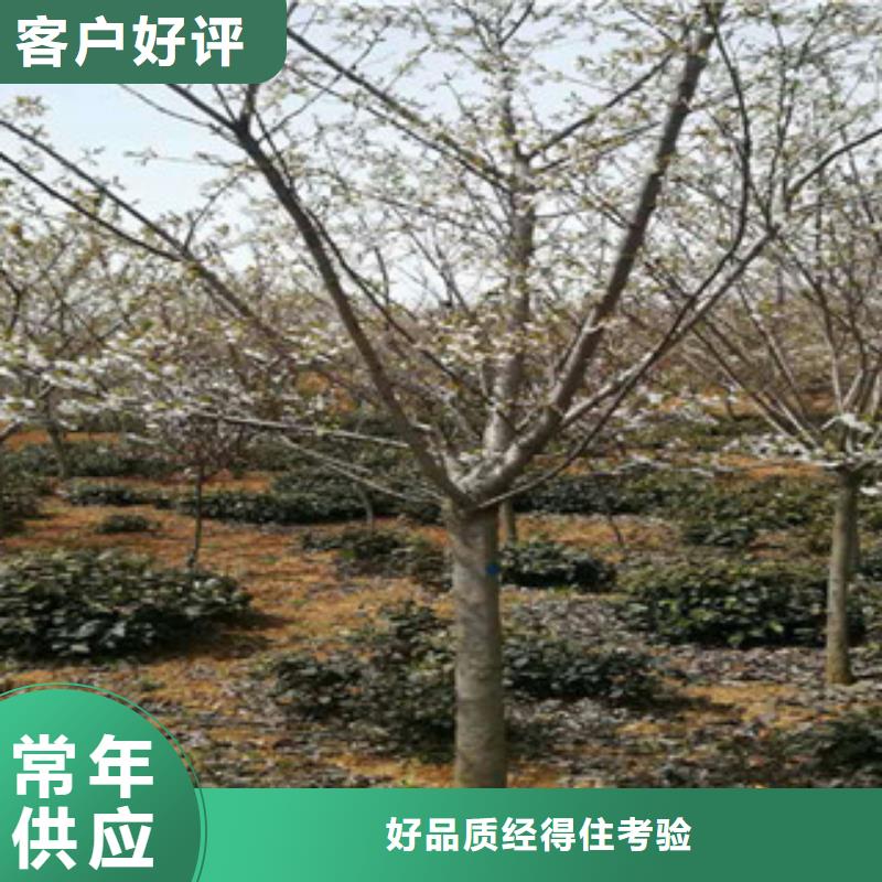 樱花【核桃苗樱花苗长果桑树苗】贴心服务