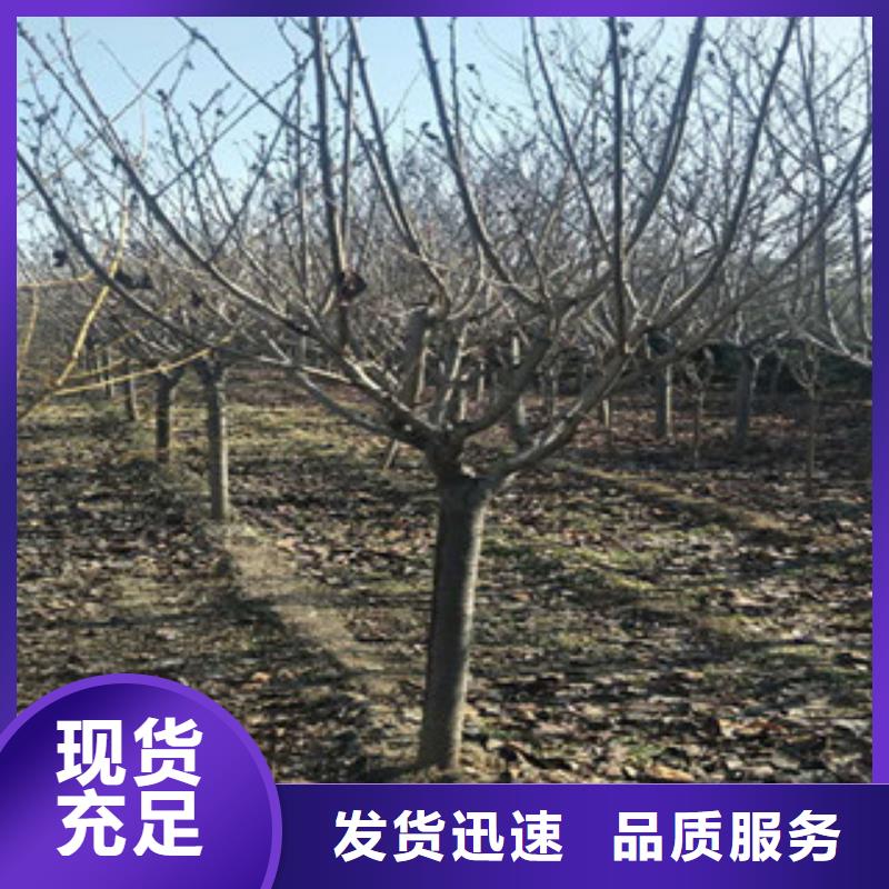 樱花【核桃苗樱花苗长果桑树苗】快捷物流