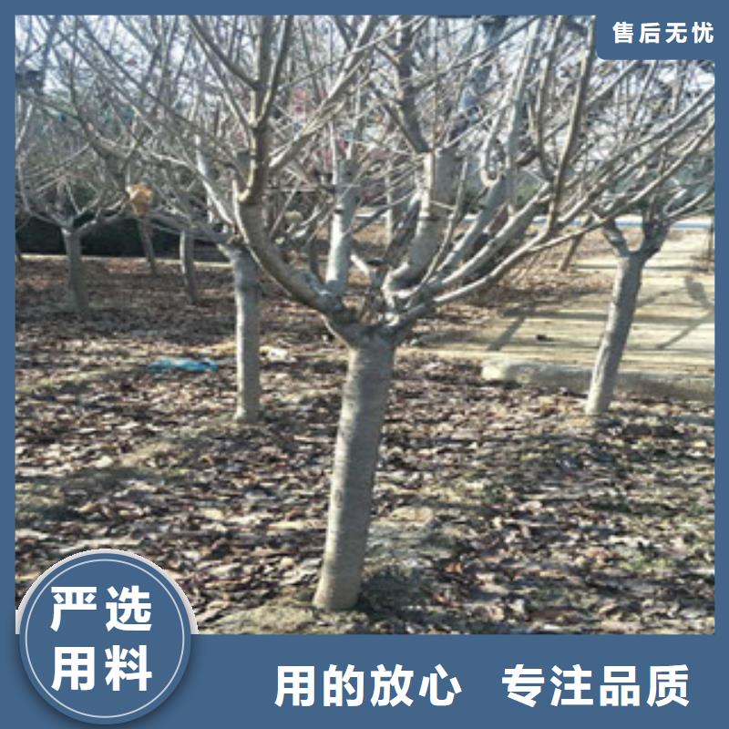 樱花绿化树绿化工程定制批发