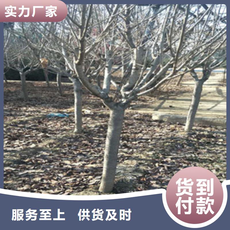 樱花蓝莓苗实力厂商