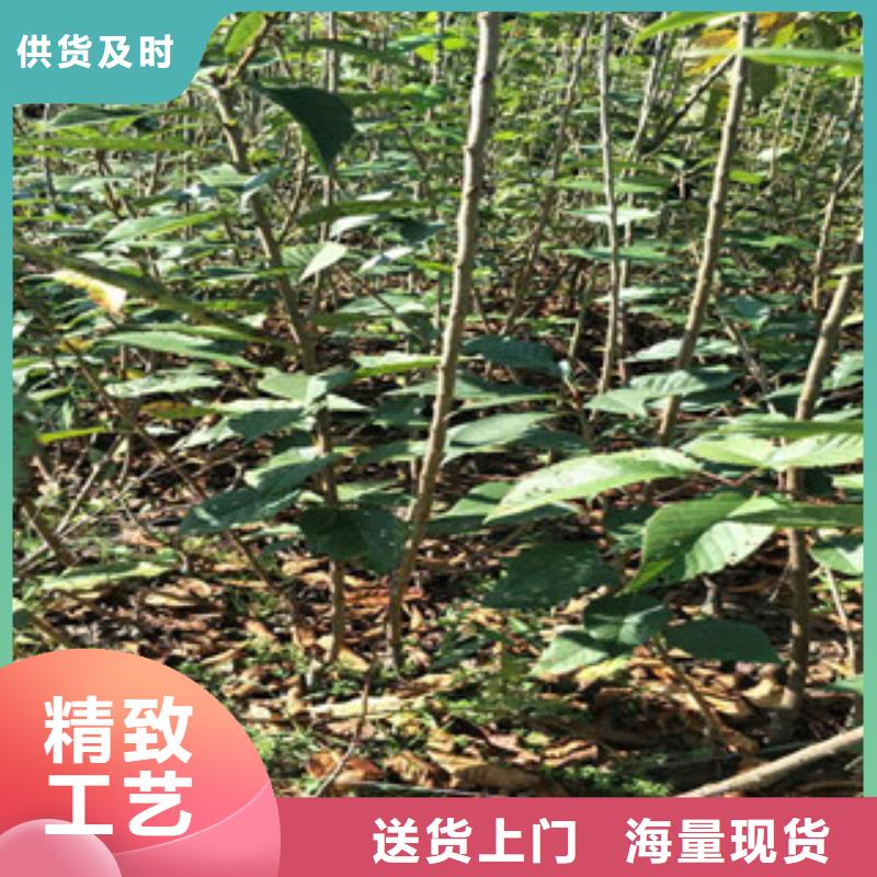 樱花占地果树保障产品质量