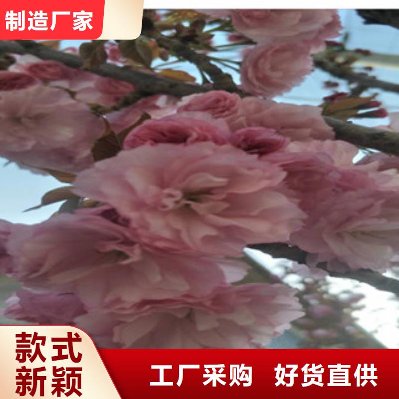 樱花_蓝莓苗品质保障售后无忧